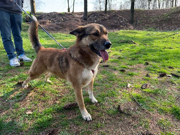 Anais, la nostra splendida lupetta Foto 2